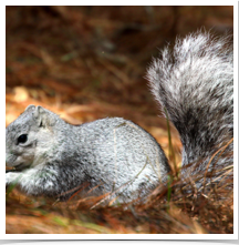 Delmarva Fox Squirrel - Eating Delmarva Fox Squirrel - Eating